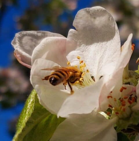 baue ein Insektenhotel